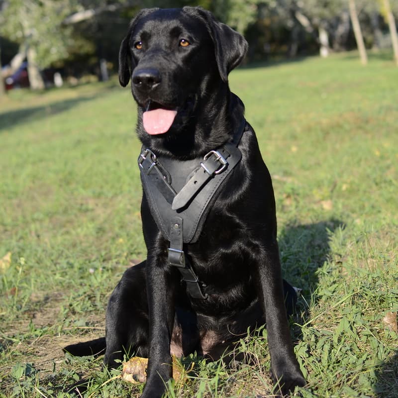 Черная кожаная шлейка для собак породы лабрадор «Working Dog»